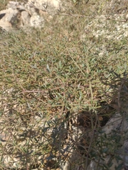Fagonia cretica