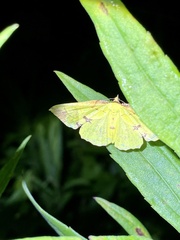 Corymica pryeri