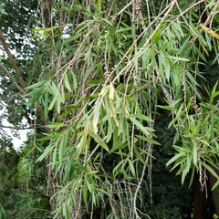 Melaleuca viminalis