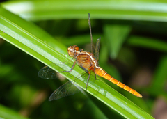 Rhodothemis lieftincki