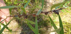 Hakea benthamii