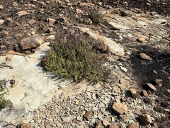 Myrothamnus flabellifolius