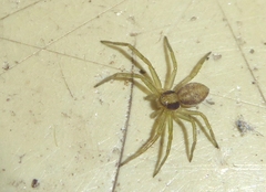 Philodromus rufus