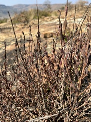 Myrothamnus flabellifolius