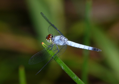 Brachydiplax denticauda