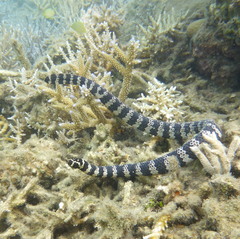 Emydocephalus annulatus