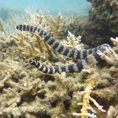 Emydocephalus annulatus