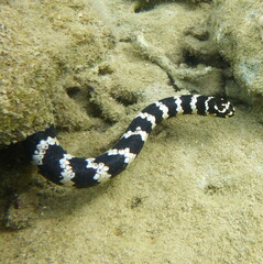 Emydocephalus annulatus