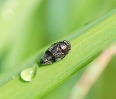 Cercopicesa tasmaniae