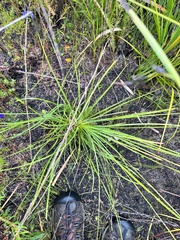 Baxteria australis