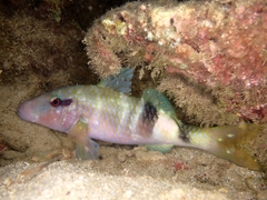 Parupeneus multifasciatus