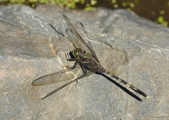 Orthetrum serapia