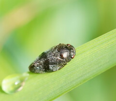 Cercopicesa tasmaniae