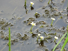Ranunculus circinatus