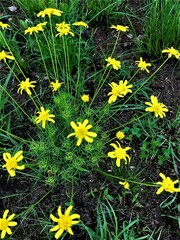 Euryops laxus