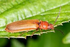 Denticollis linearis