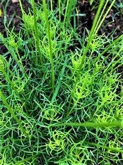 Euryops laxus