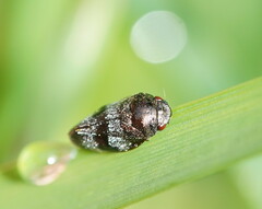 Cercopicesa tasmaniae