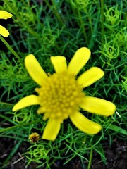 Euryops laxus