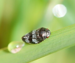 Cercopicesa tasmaniae