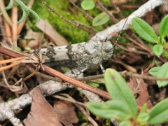 Sphingonotus caerulans