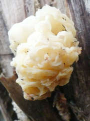 Ductifera
