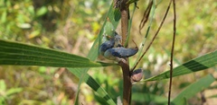 Hakea benthamii