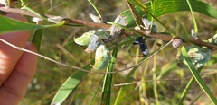 Hakea benthamii