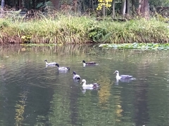 Anas platyrhynchos domesticus