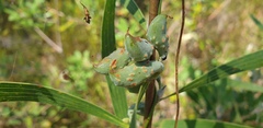 Hakea benthamii