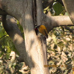 Dinopium benghalense