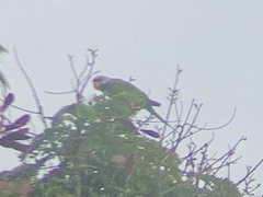 Psittacula alexandri