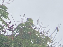 Psittacula alexandri