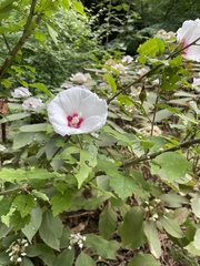 Hibiscus