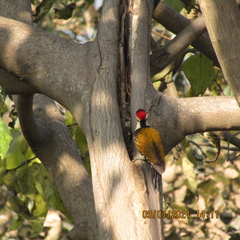 Dinopium benghalense