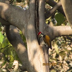 Dinopium benghalense
