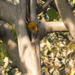 Dinopium benghalense