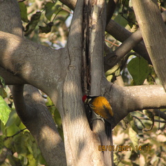 Dinopium benghalense