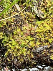 Drosera hamiltonii