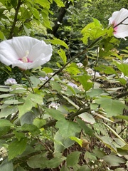Hibiscus