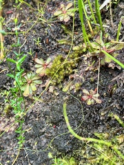 Drosera hamiltonii