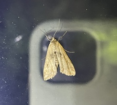 Parapoynx stratiotata