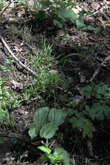 Neottia ovata