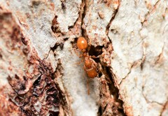 Tetramorium simillimum