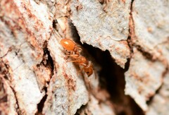 Tetramorium simillimum