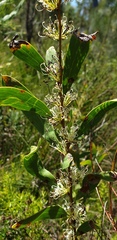 Hakea florulenta