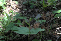 Neottia ovata