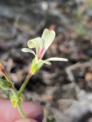 Pelargonium trifidum