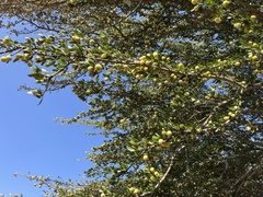 Elaeodendron transvaalense
