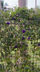 Clitoria ternatea